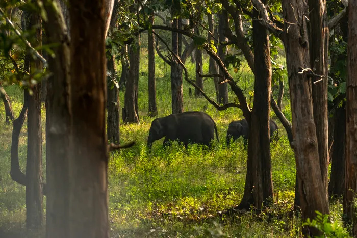 Chitwan Bird watching Expedition: Ultimate Terai Aviary Tour 2026/2027