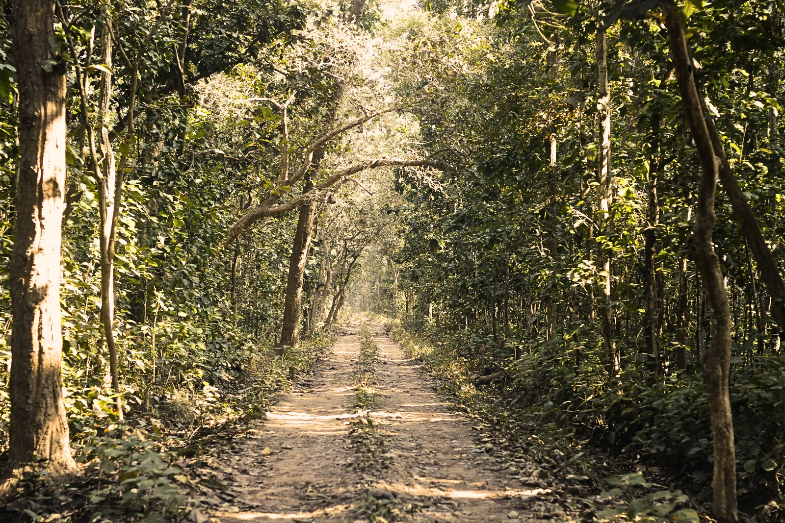 Bardiya